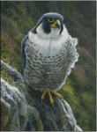 (image for) Peregrine